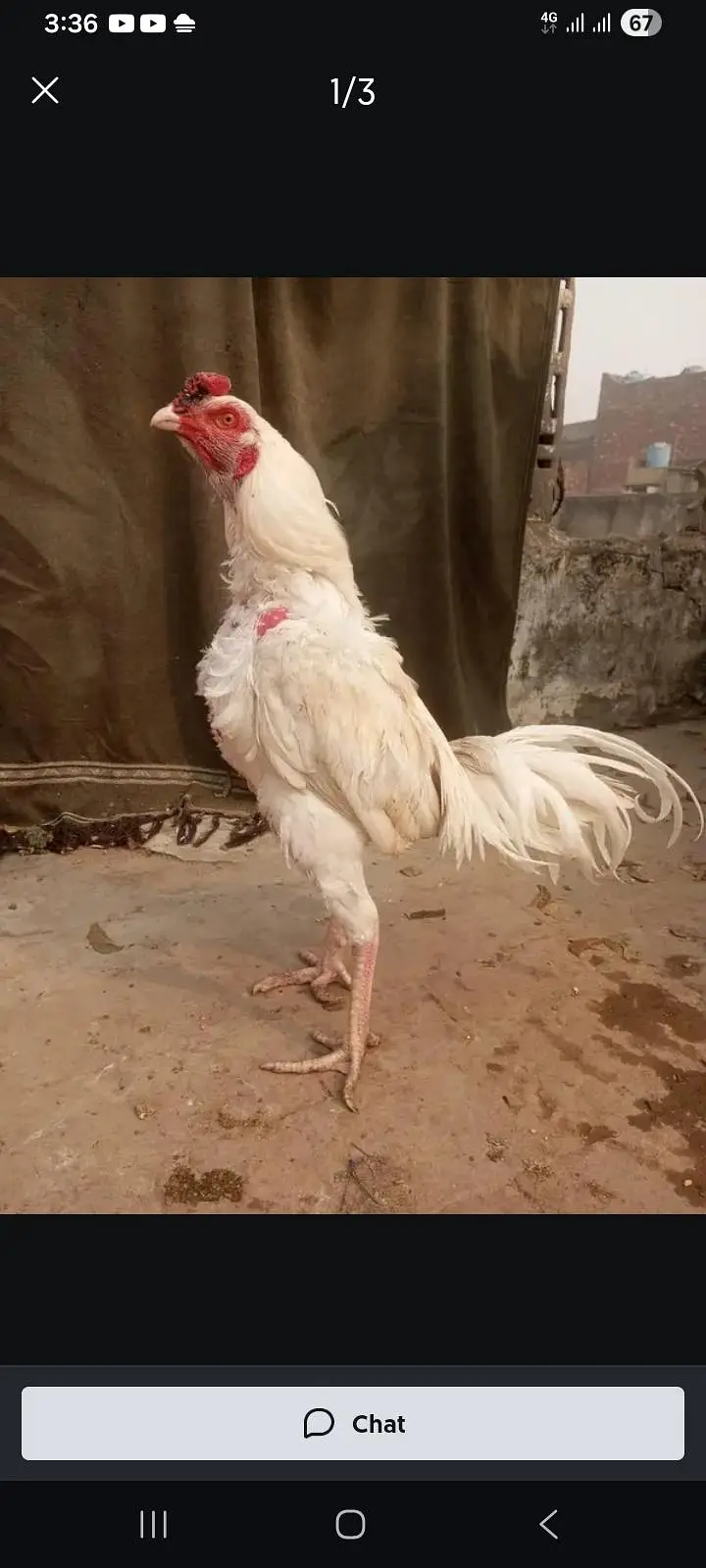 Aseel patha or Heera Murga — photo 9