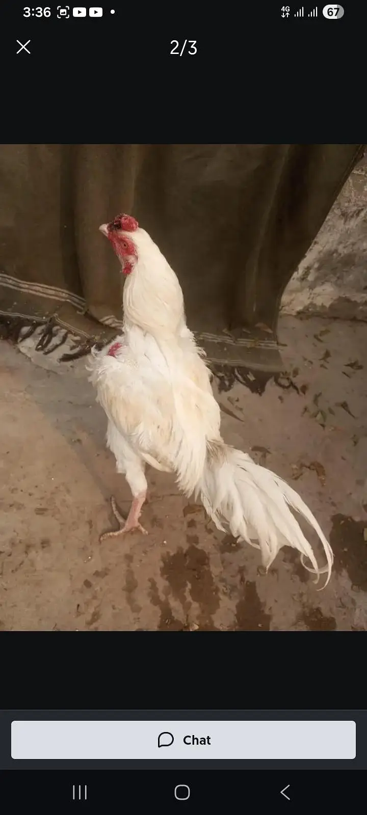 Aseel patha or Heera Murga — photo 11
