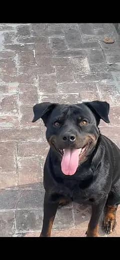 Rottweiler Female for Sale urgent