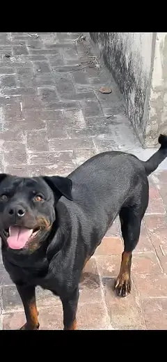 Rottweiler Female for Sale urgent — photo 2