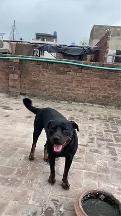 Rottweiler Female for Sale urgent — photo 3