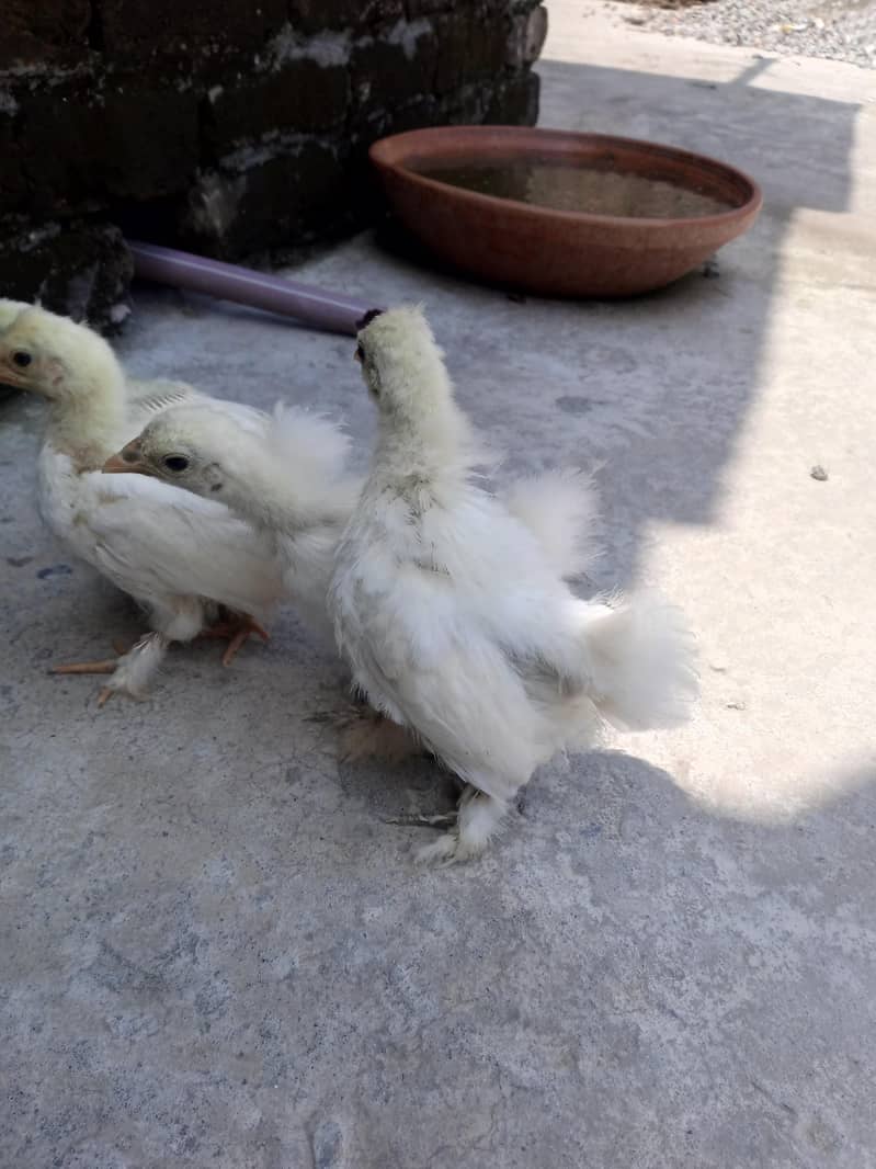 fancy hen 1
