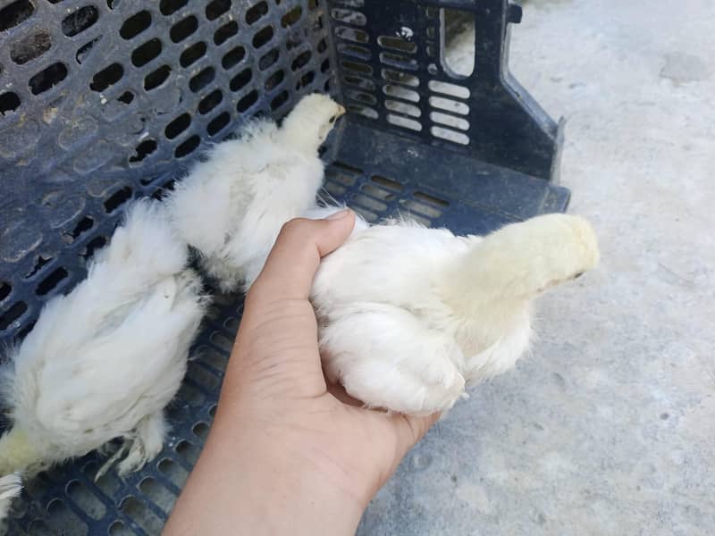 fancy hen 2