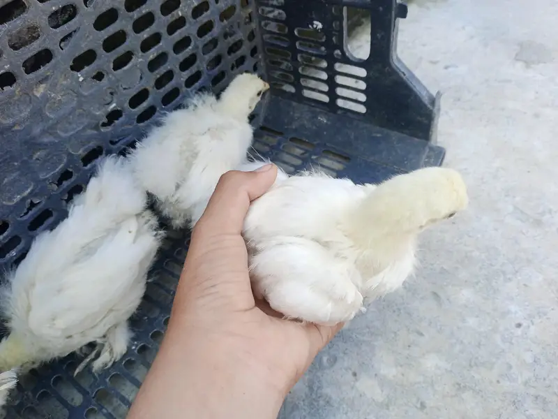 fancy hen — photo 3