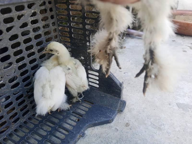 fancy hen 3
