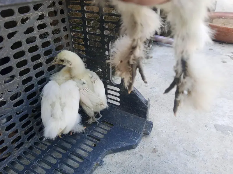 fancy hen — photo 4