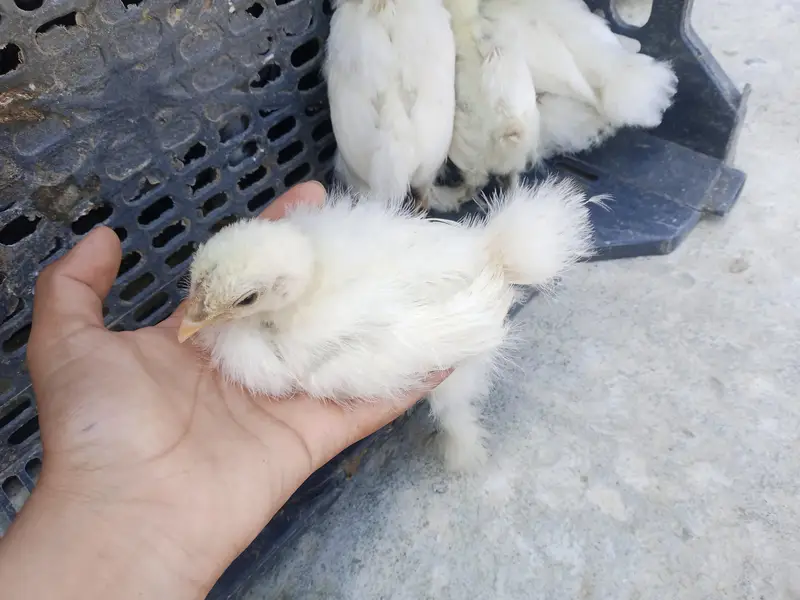 fancy hen — photo 5