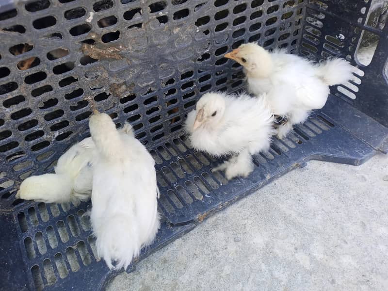 fancy hen 6