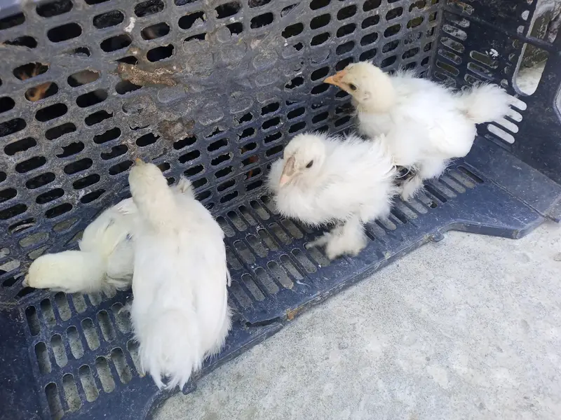 fancy hen — photo 7