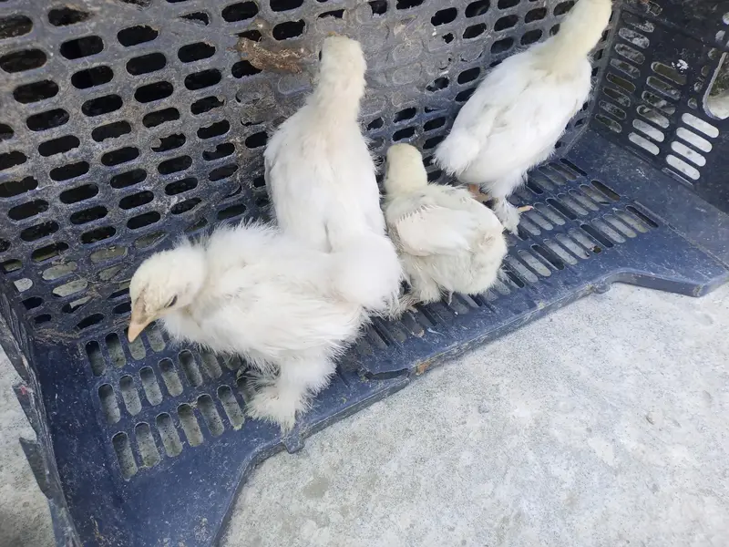 fancy hen — photo 8