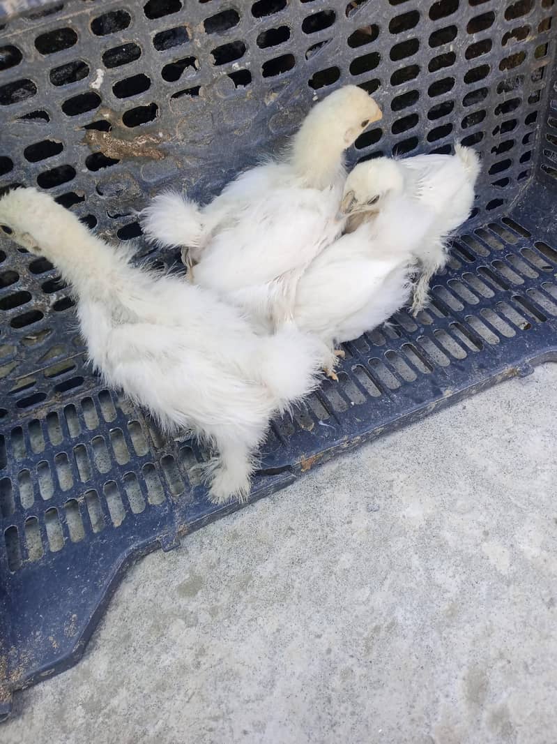 fancy hen 8