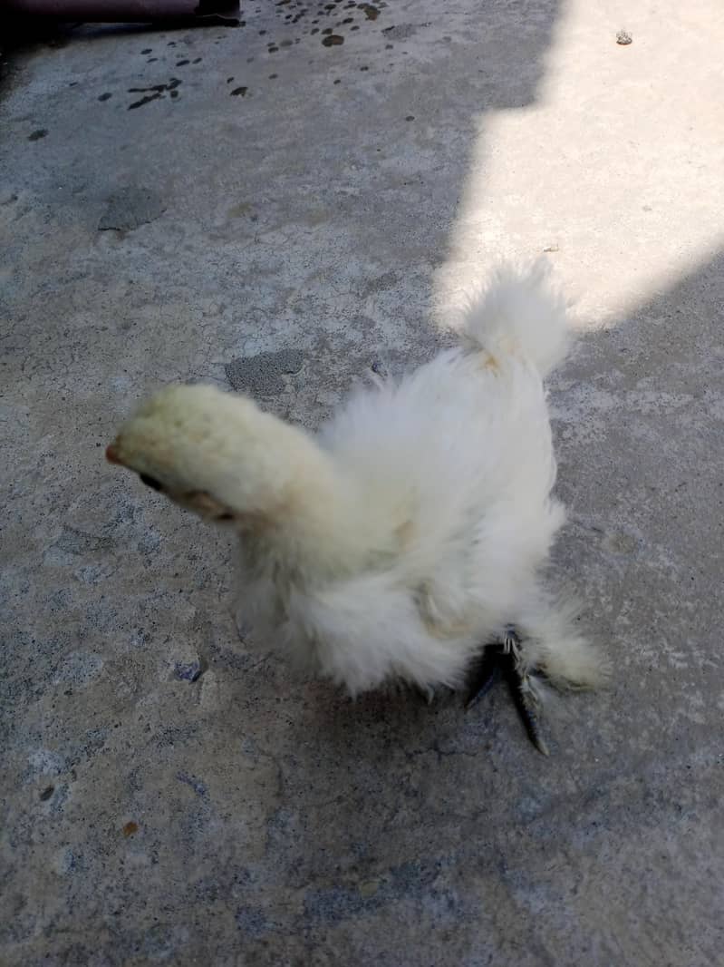 fancy hen 9