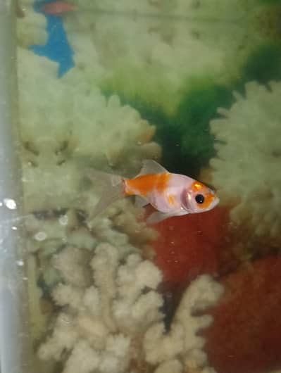 2 fish for sale