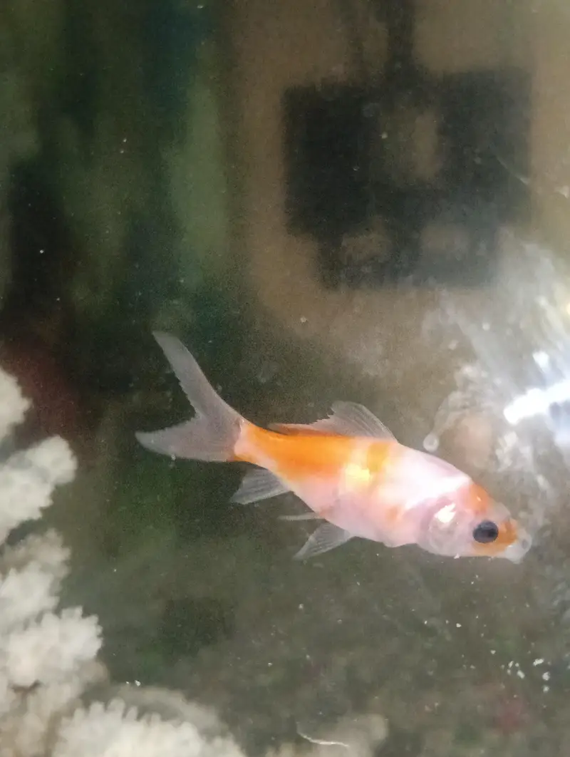 2 fish for sale — photo 2