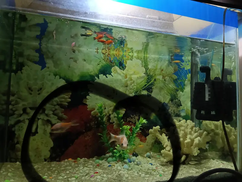 2 fish for sale — photo 3