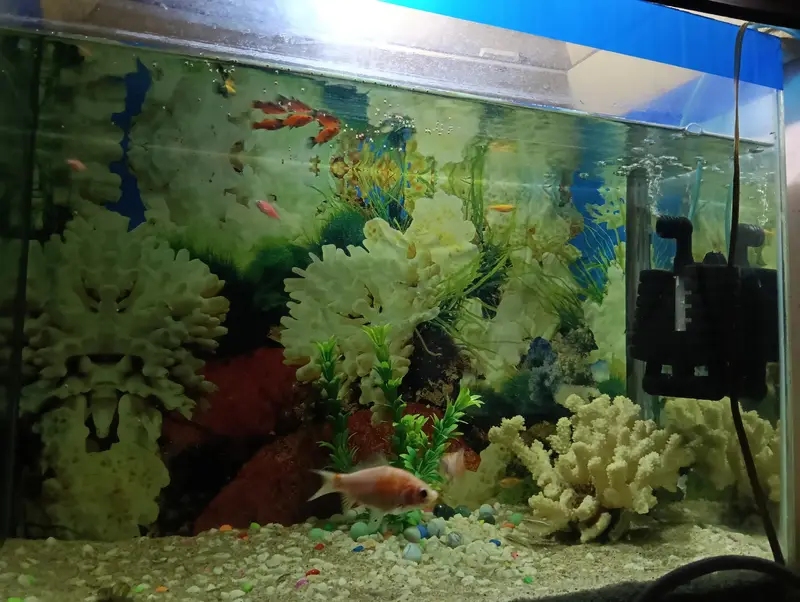 2 fish for sale — photo 4