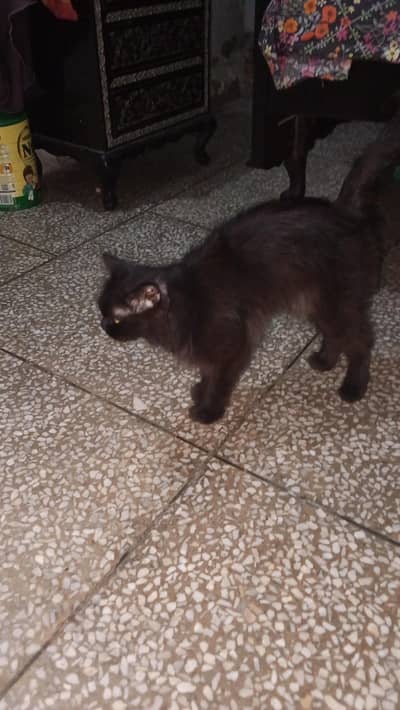 black cat