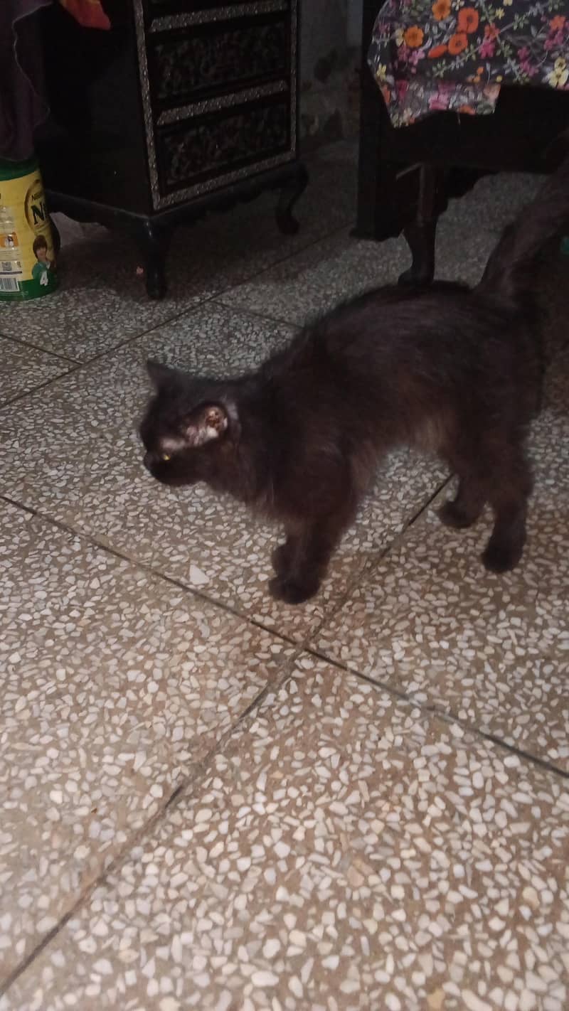 black cat 0