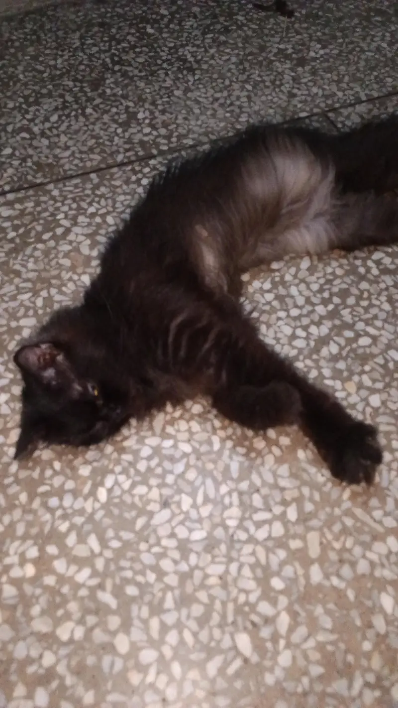 black cat — photo 2