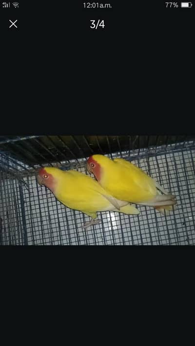 Common Lotino 1 pair For sell. 03182857678. Wattsapp Number.
