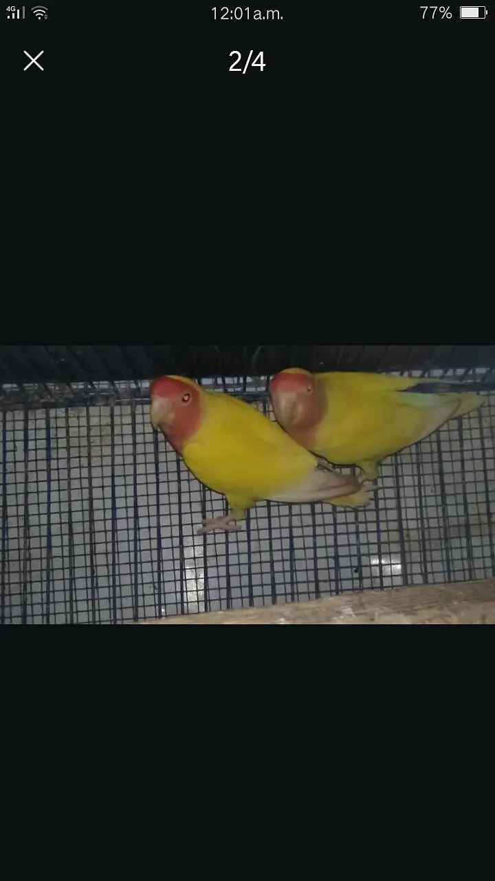 Common Lotino 1 pair For sell. 03182857678. Wattsapp Number. — photo 2