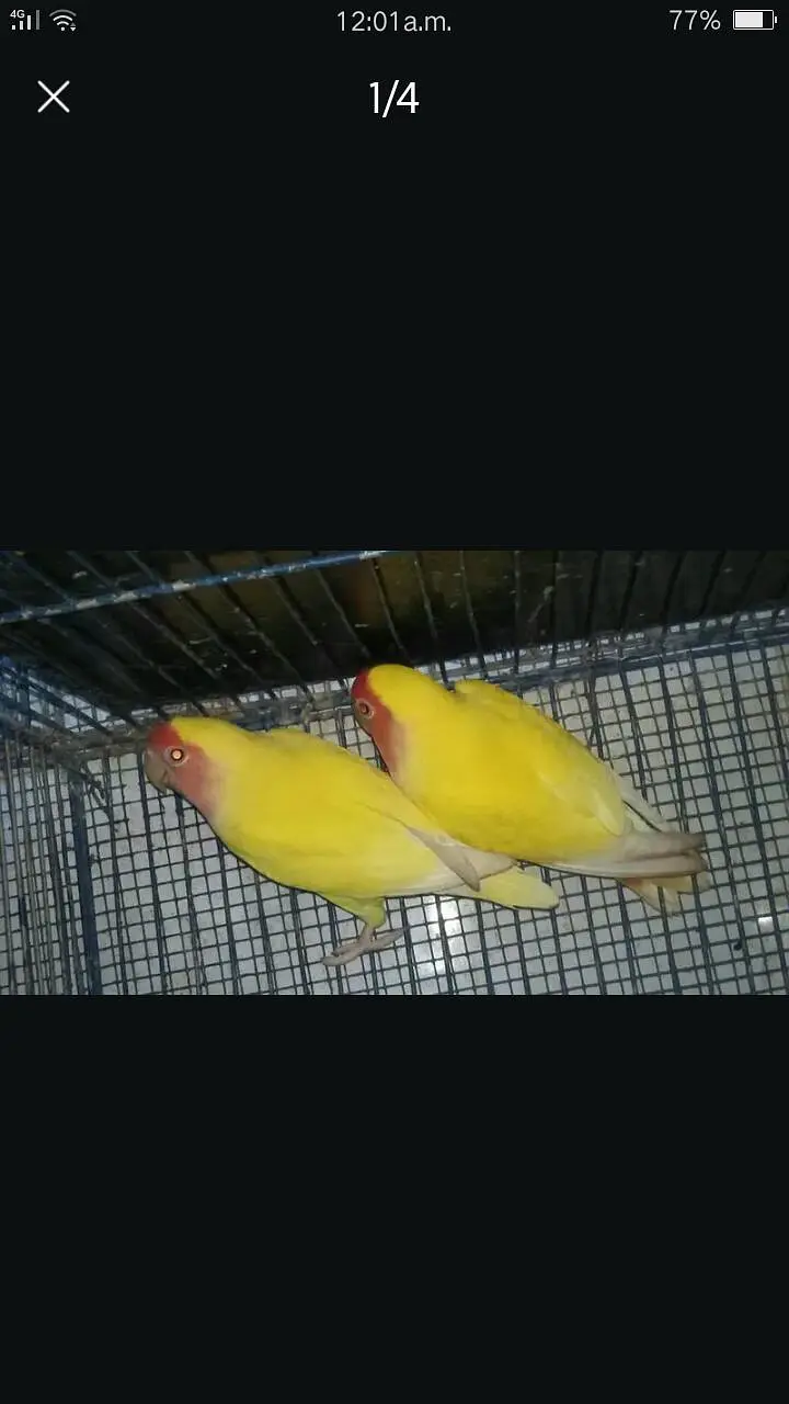 Common Lotino 1 pair For sell. 03182857678. Wattsapp Number. — photo 3