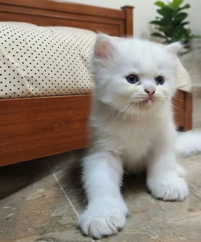 Friendly cute kitten for sale.