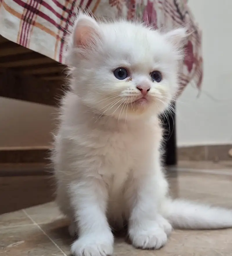 Friendly cute kitten for sale. — photo 2