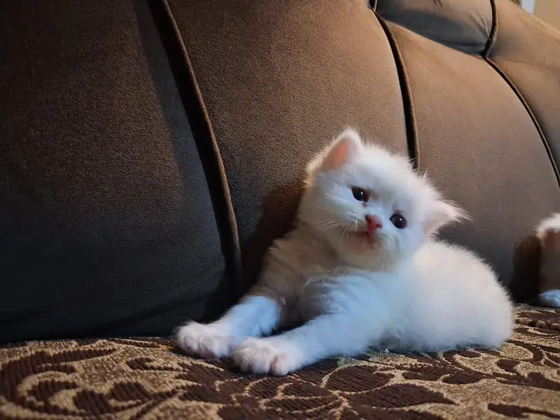 Friendly cute kitten for sale. — photo 3