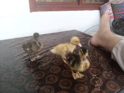 3 Ducklings WhatsApp number 03710157842