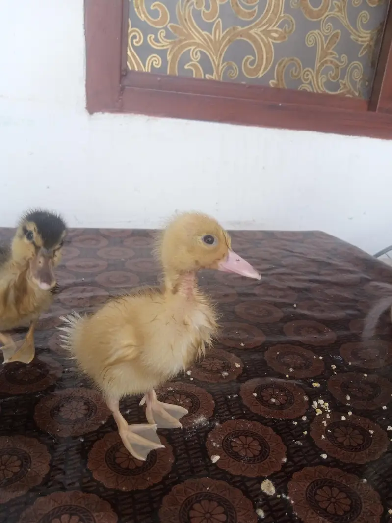 3 Ducklings WhatsApp number 03710157842 — photo 2