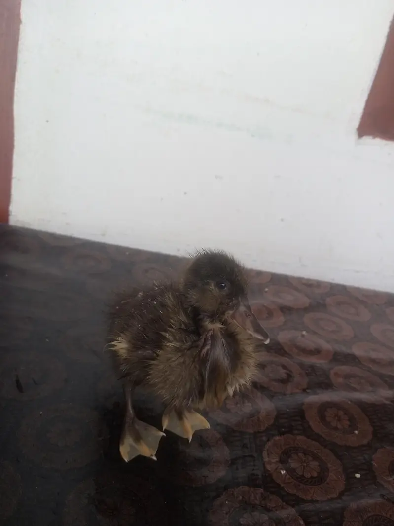 3 Ducklings WhatsApp number 03710157842 — photo 3