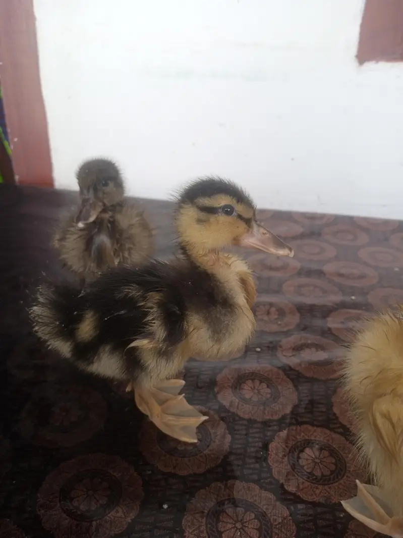 3 Ducklings WhatsApp number 03710157842 — photo 4