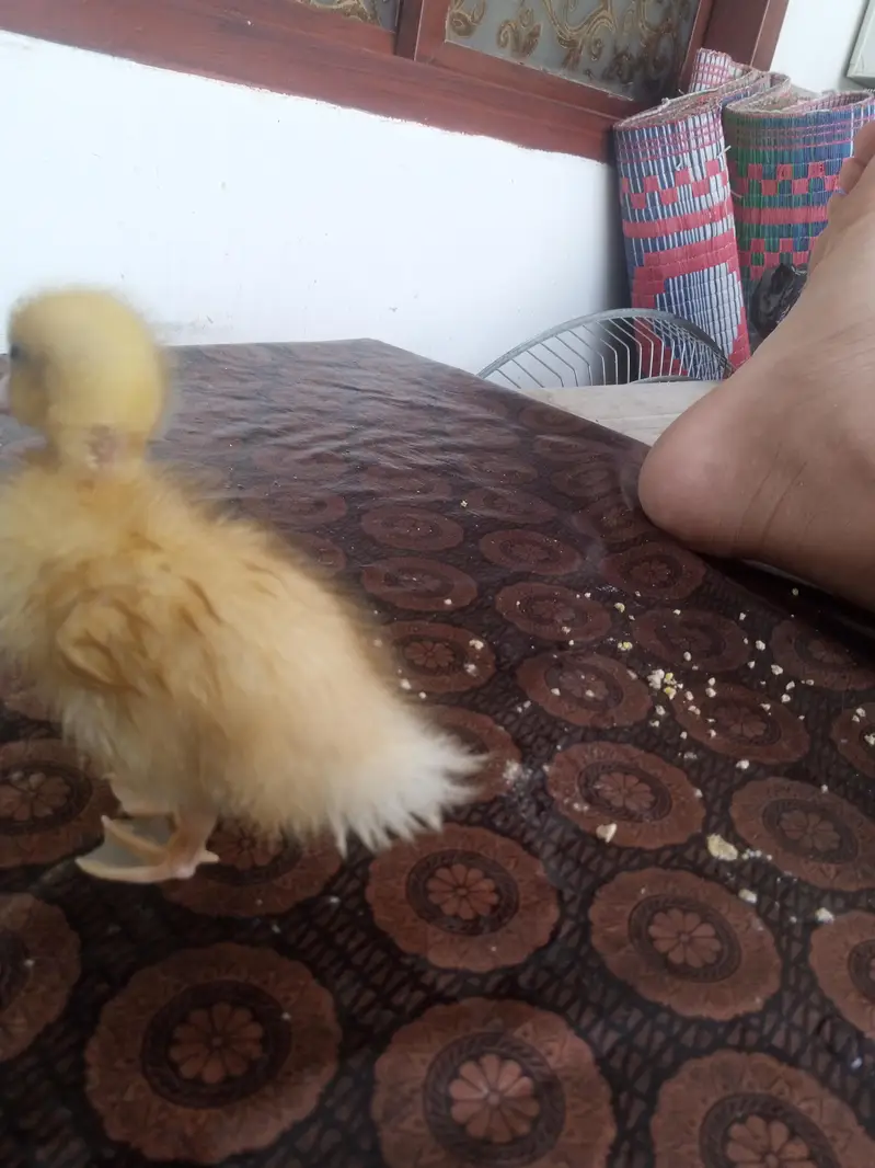 3 Ducklings WhatsApp number 03710157842 — photo 5