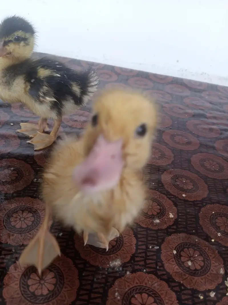 3 Ducklings WhatsApp number 03710157842 — photo 6