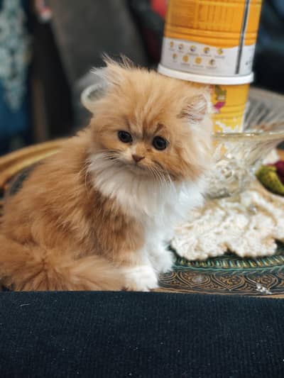 beautiful female kitten