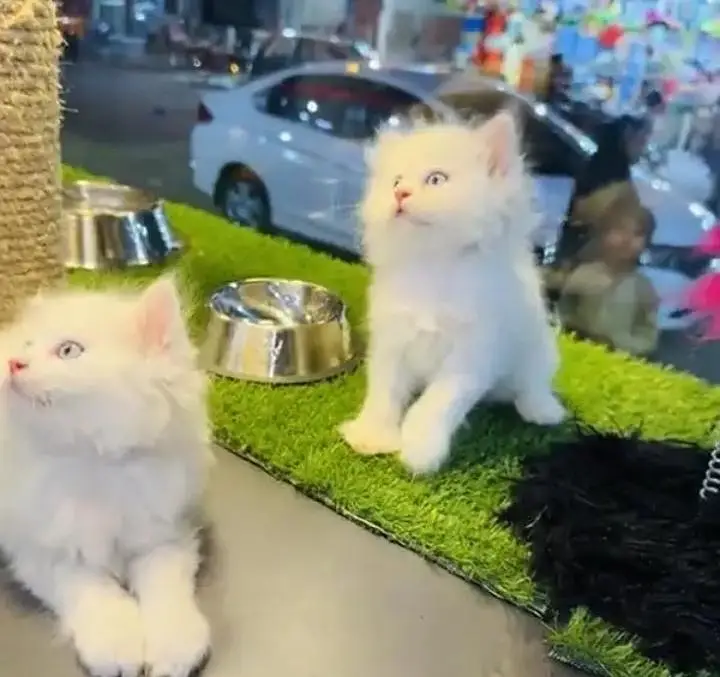 (Persian female kitten) (for sale all) (Pakistan delivery available) — photo 2