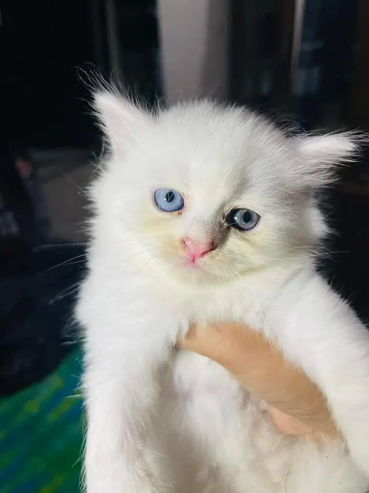 Persian panch face cat and kitten WhatsAp 03413080147 — photo 3