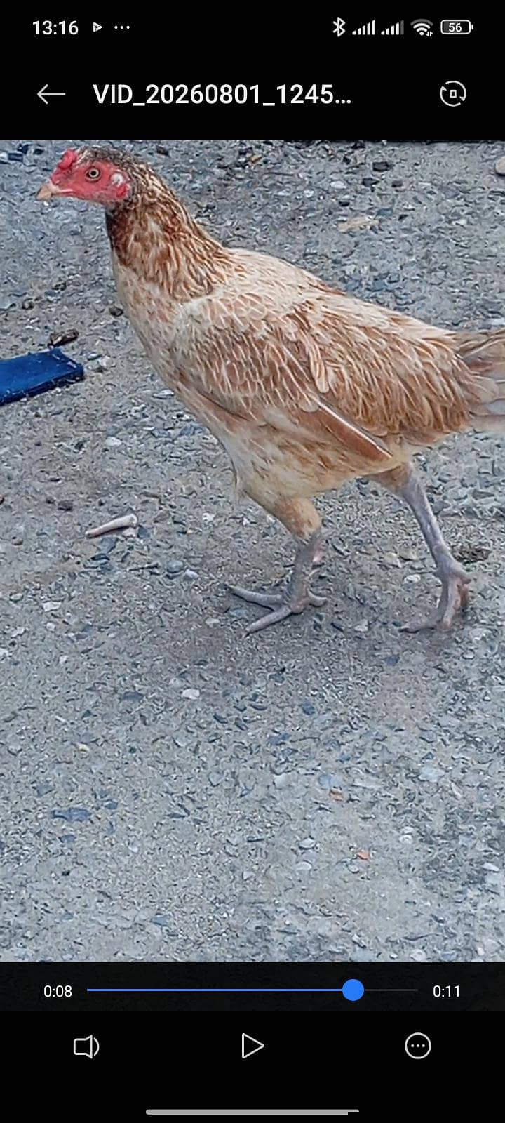 seal مرغی ہے دو پیس ہیں ارجنٹ سیل کرنے کے 1