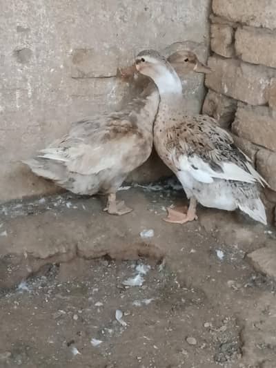 Female Ducks