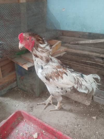 Aseel murga or murgi