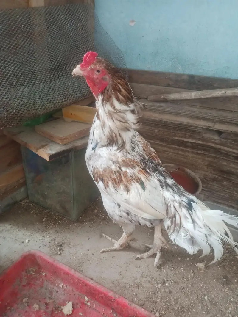 Aseel murga or murgi — photo 2