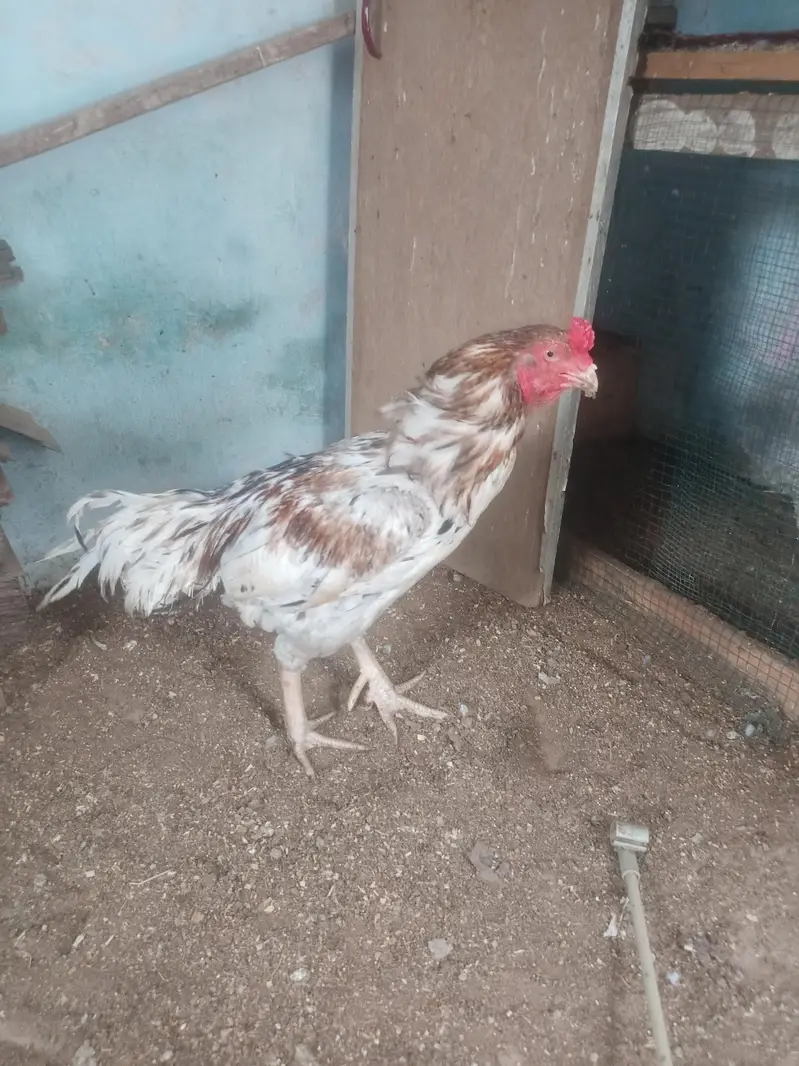 Aseel murga or murgi — photo 3