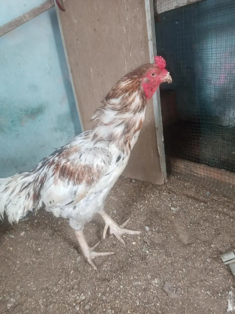 Aseel murga or murgi — photo 4