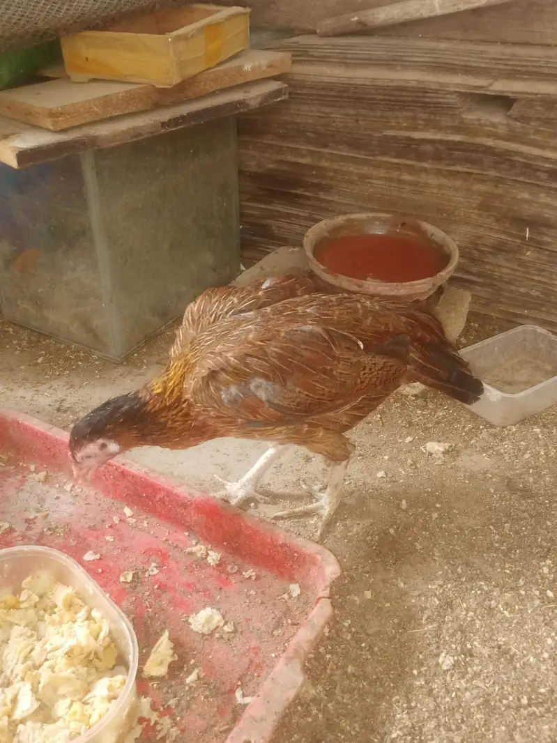 Aseel murga or murgi — photo 5