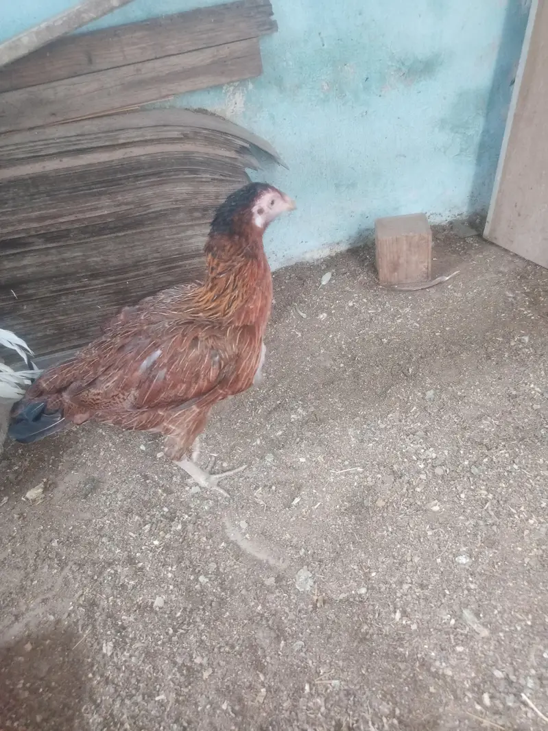 Aseel murga or murgi — photo 6