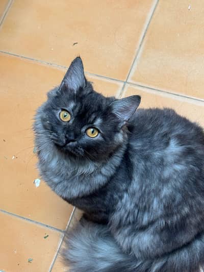 male cat for sale