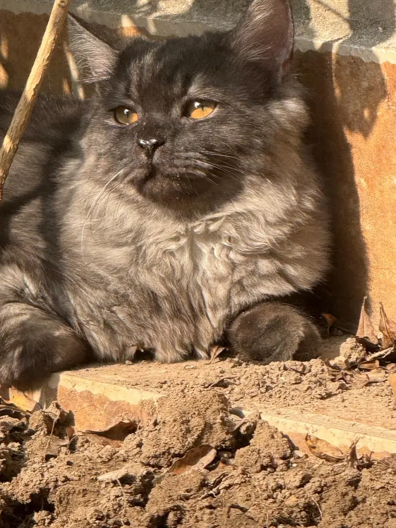 male cat for sale — photo 2