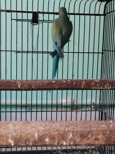 Blue Ringneck
