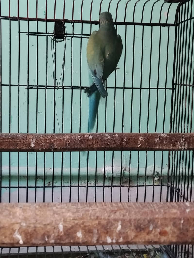 Blue Ringneck 0